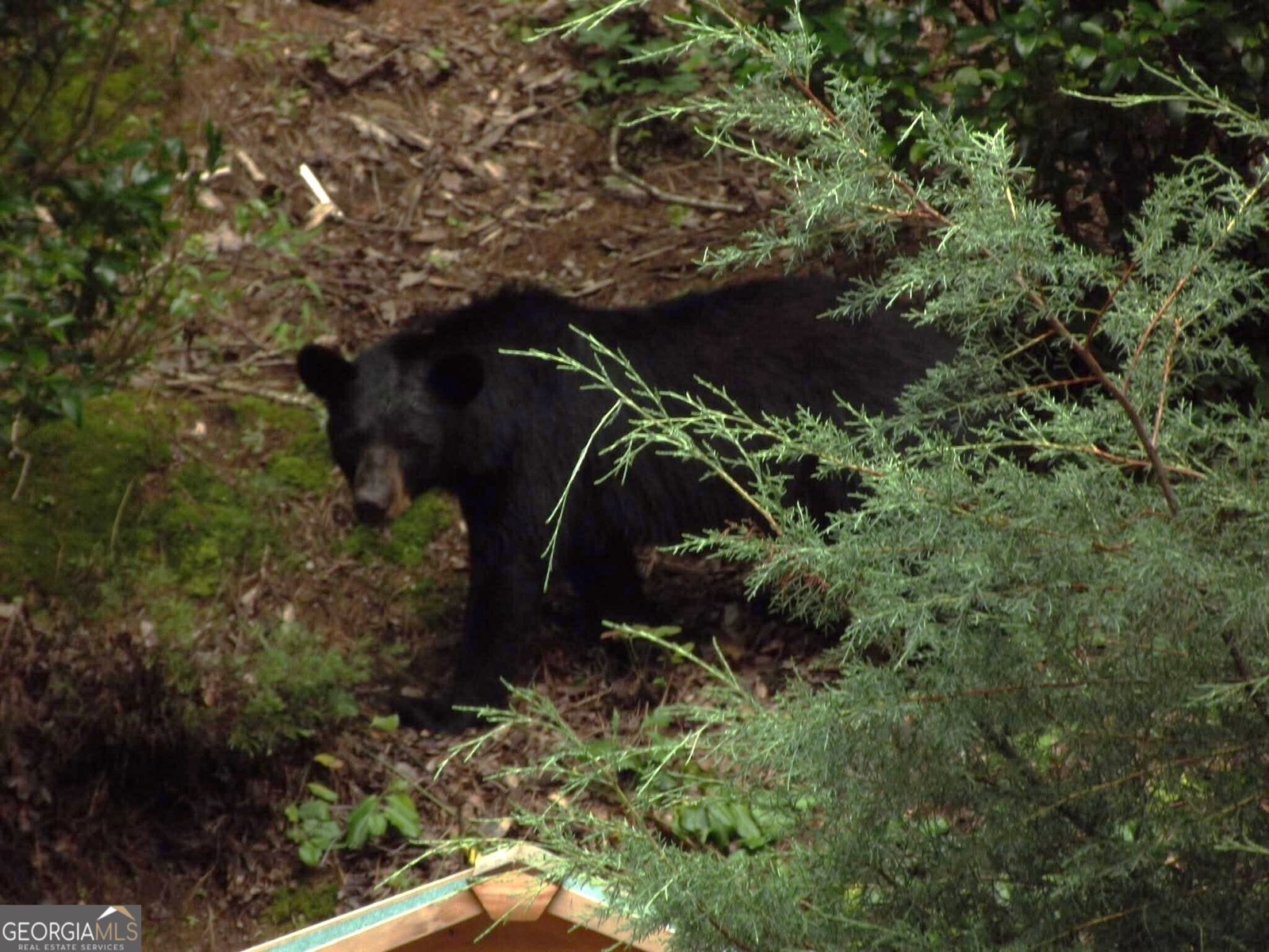 438 Price Creek Road Jasper - 54