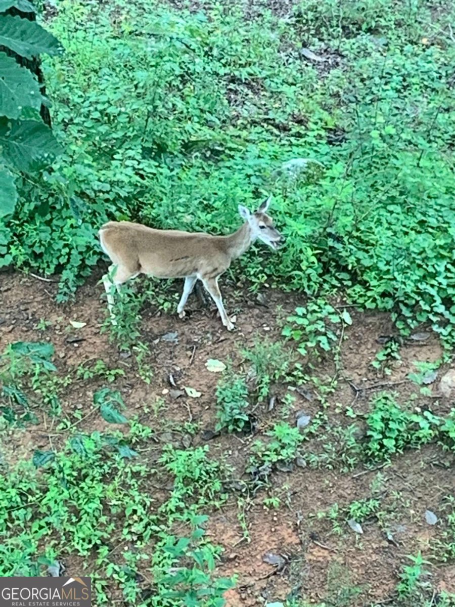 8 Mount Sequoyah Road Jasper - 82