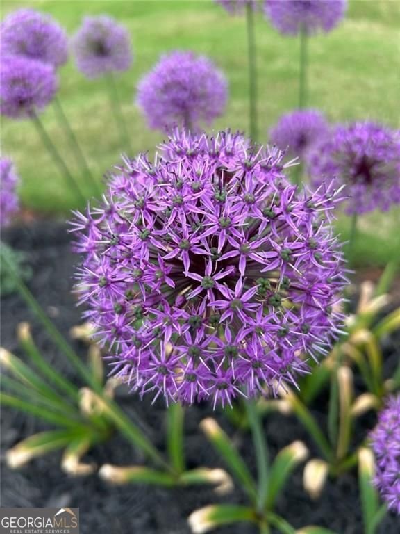 6405 Placid Way Dawsonville - 60