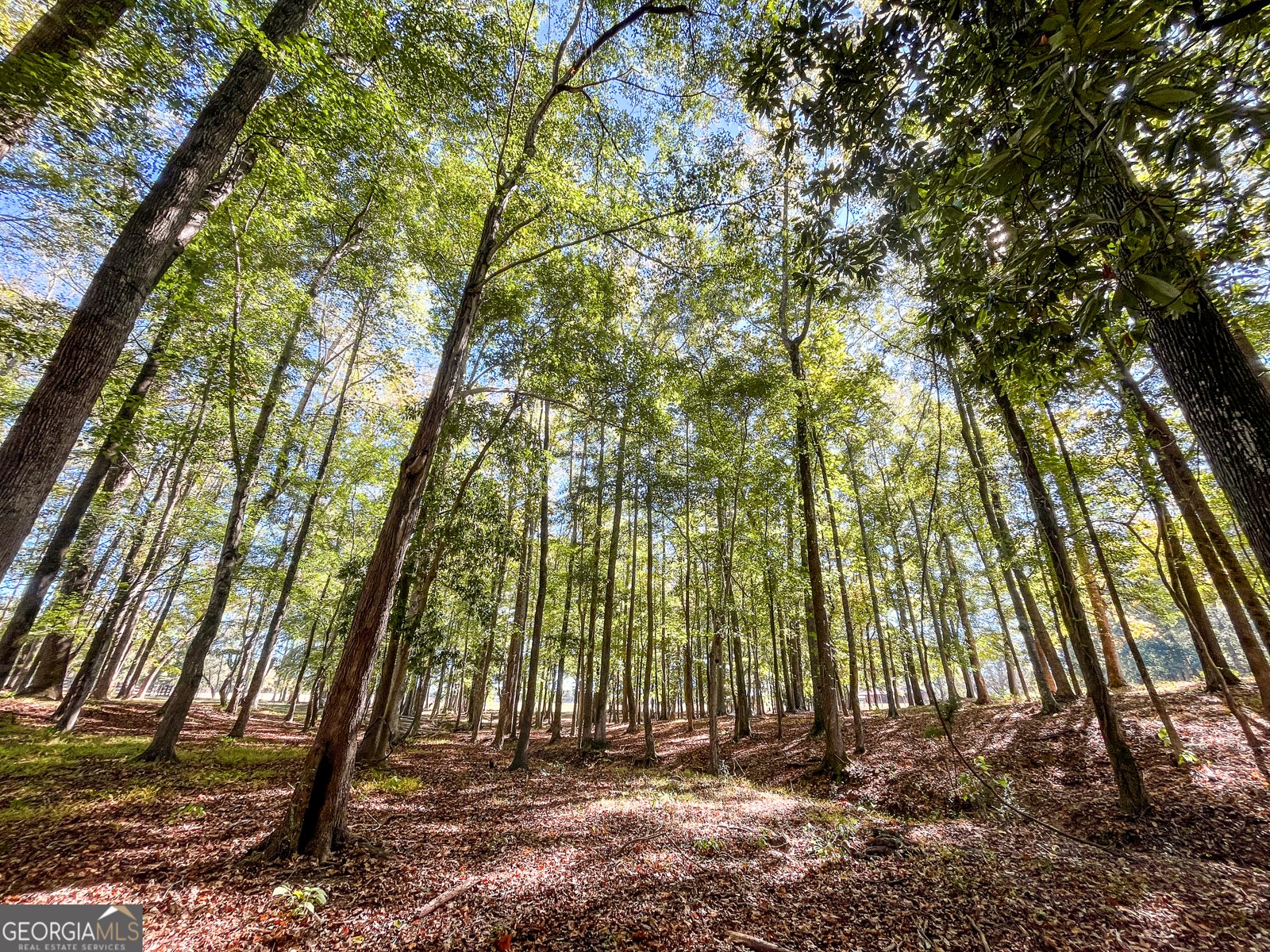 186 Beech Springs Road Pine Mountain - 47