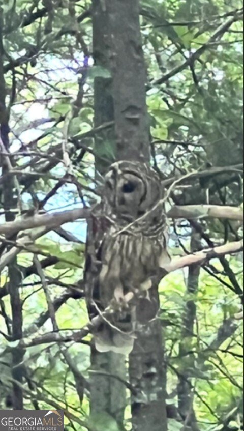 1240 Emery Creek Road Chatsworth - 19