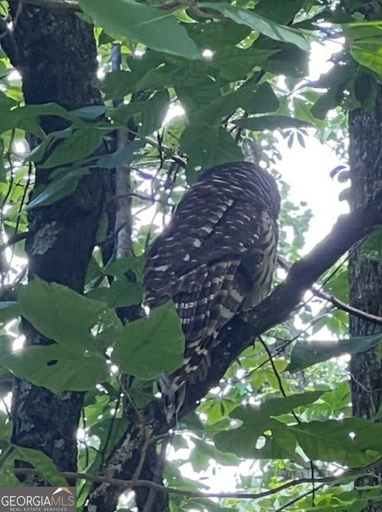 1240 Emery Creek Road Chatsworth - 20