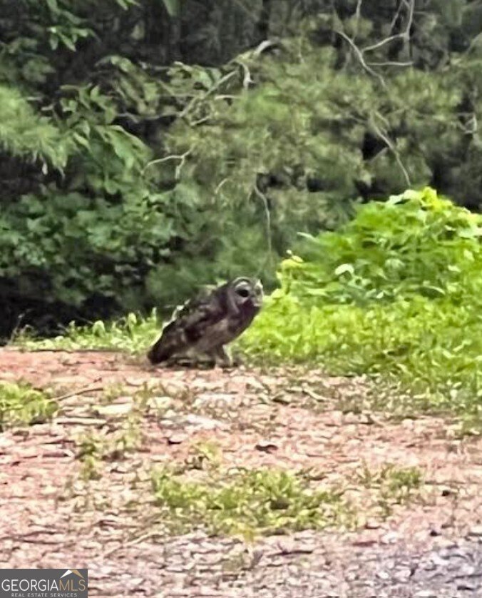 1240 Emery Creek Road Chatsworth - 21