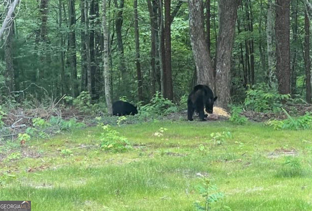 1240 Emery Creek Road Chatsworth - 22