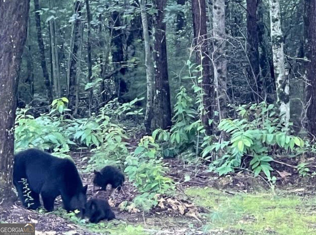 1240 Emery Creek Road Chatsworth - 23