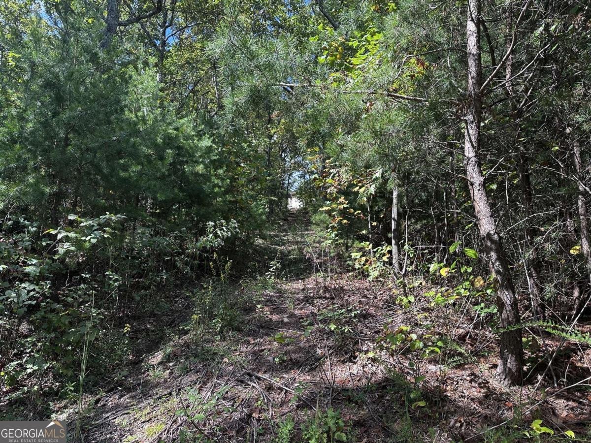 246 Andes Ridge Jasper - 12