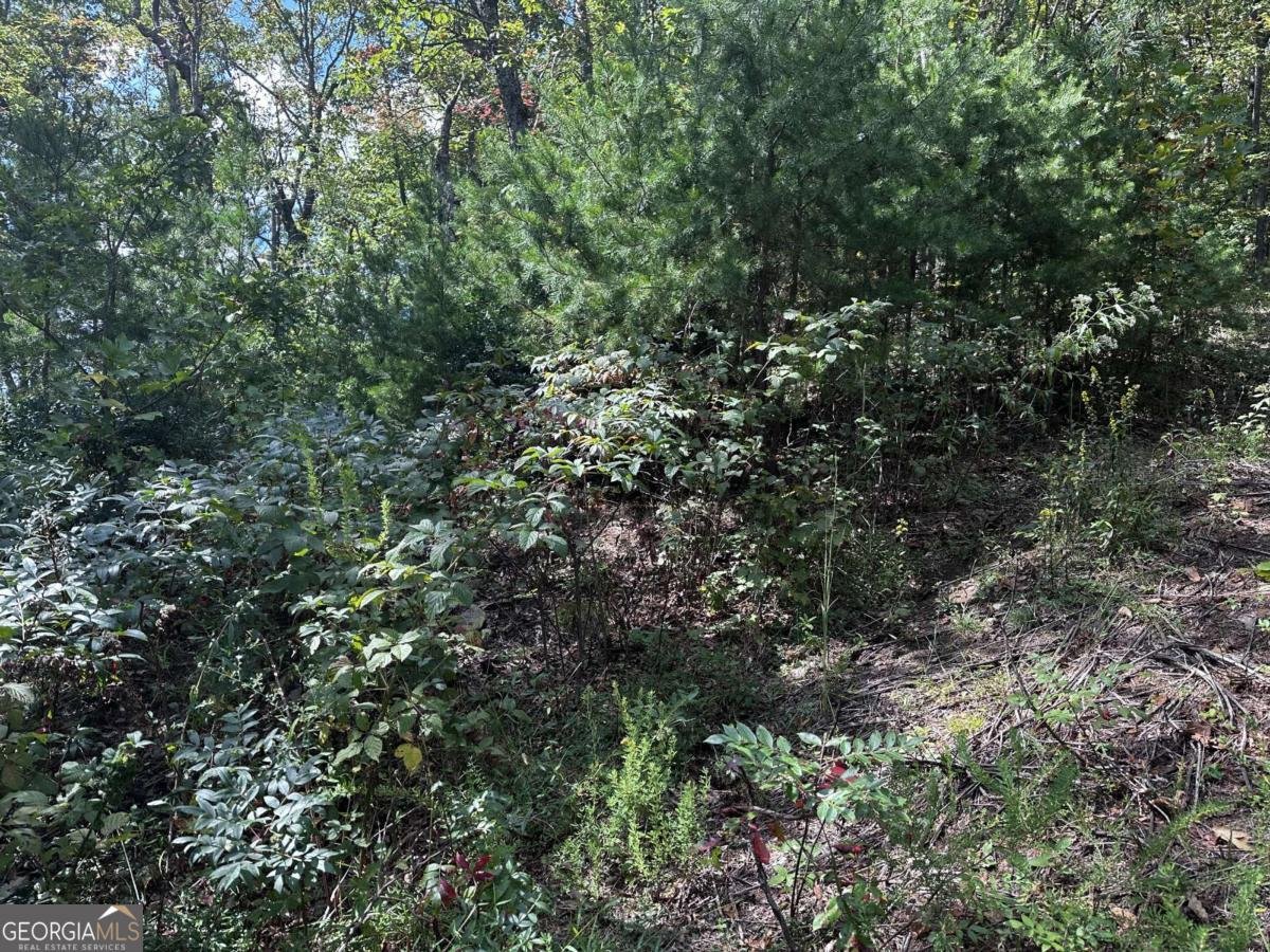 246 Andes Ridge Jasper - 13