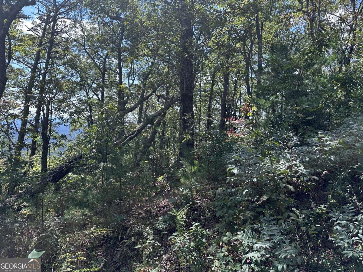 246 Andes Ridge Jasper - 14