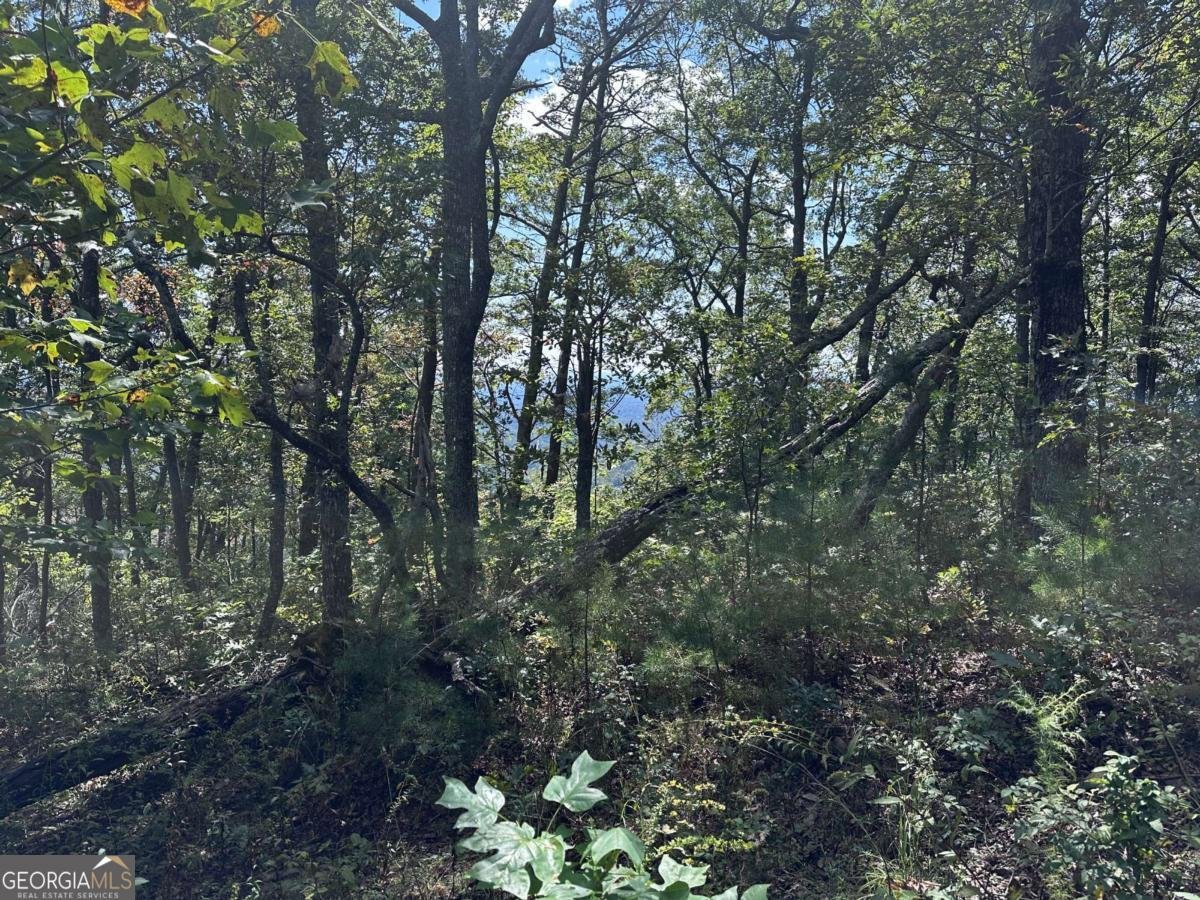 246 Andes Ridge Jasper - 15