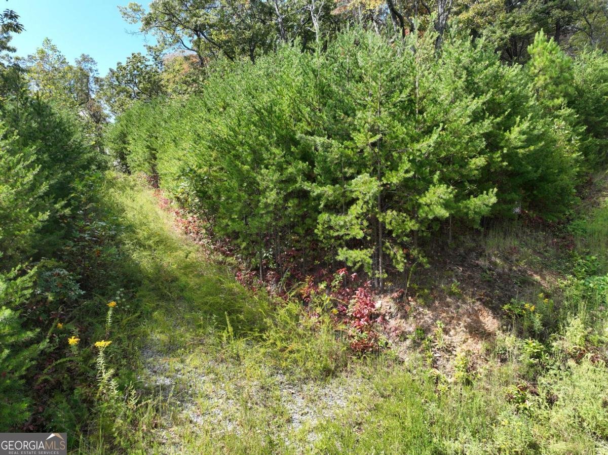 246 Andes Ridge Jasper - 7