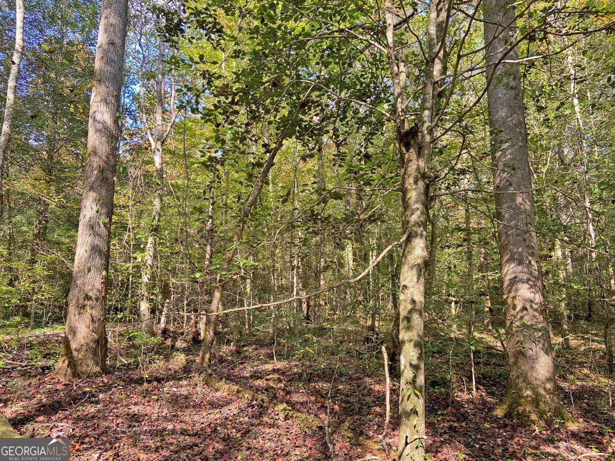 169 Dunns Road Dahlonega - 93