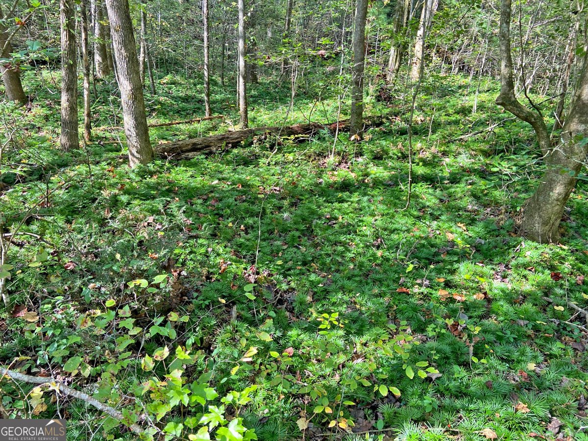 169 Dunns Road Dahlonega - 94