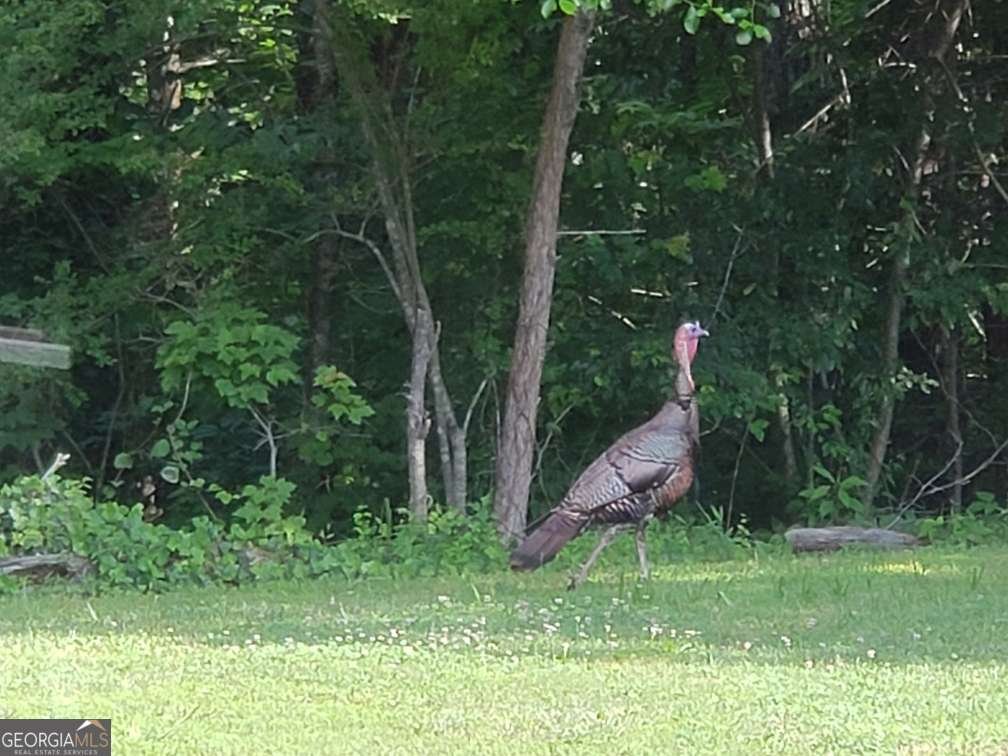 2091 Southern Road Ellijay - 40