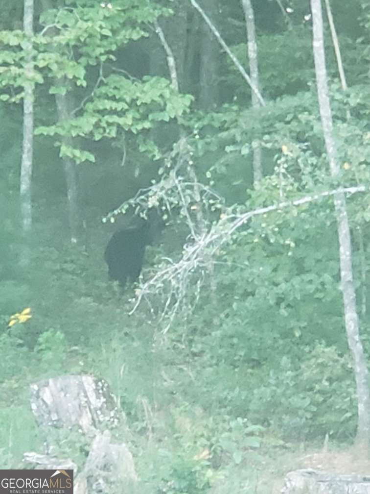 2091 Southern Road Ellijay - 41