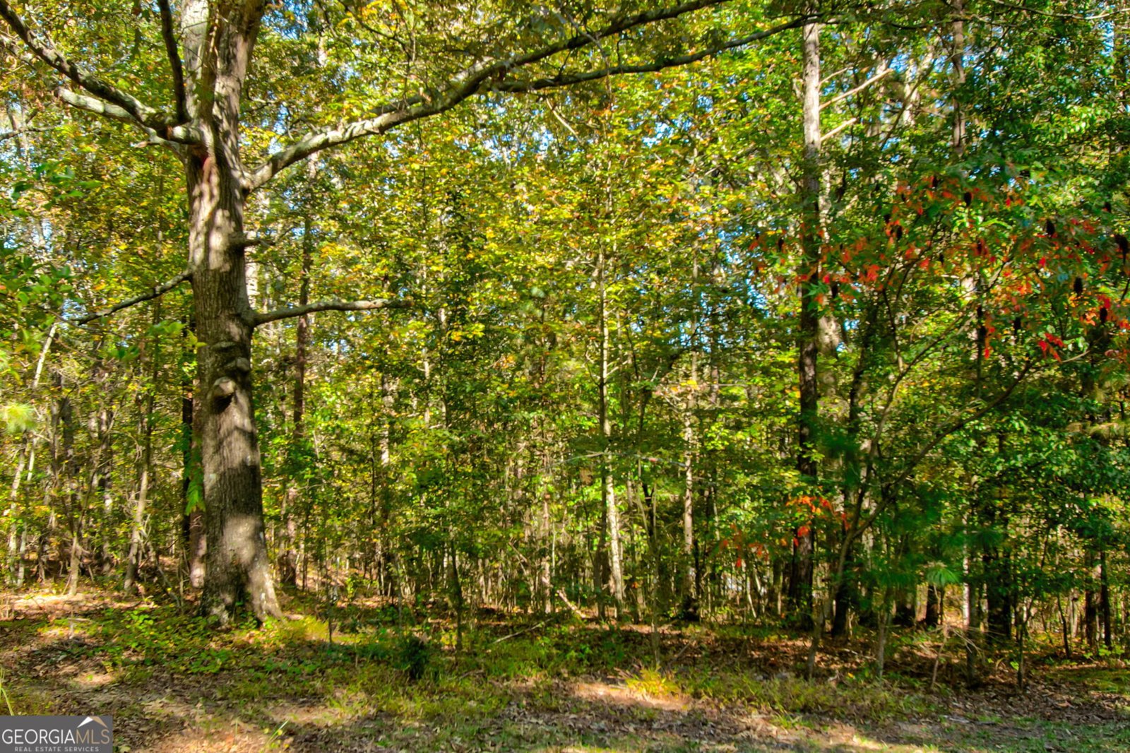 1656 Ewing Chapel Road Dacula - 10