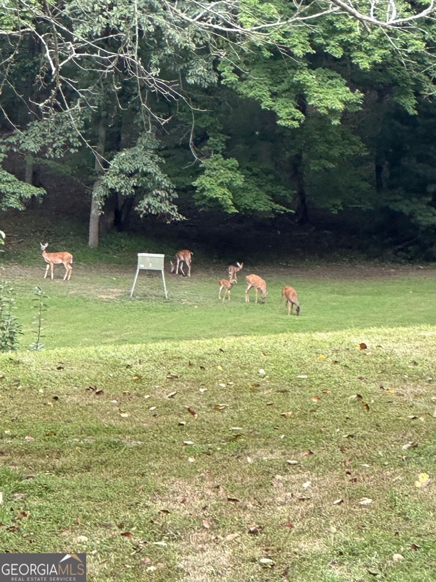 3147 Old Hwy 64W Warne - Photo 99