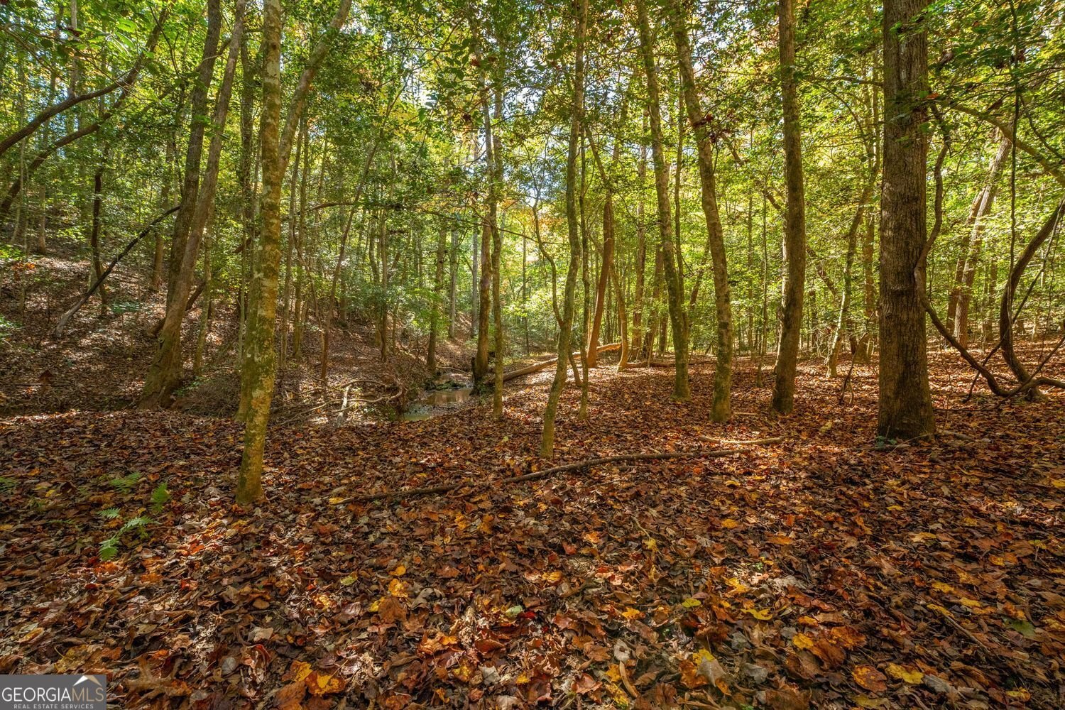 69 Blue Creek Cove Cleveland - 40