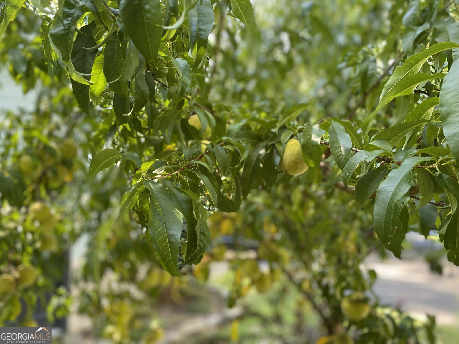 199 Oak Ridge Drive Blairsville - 23