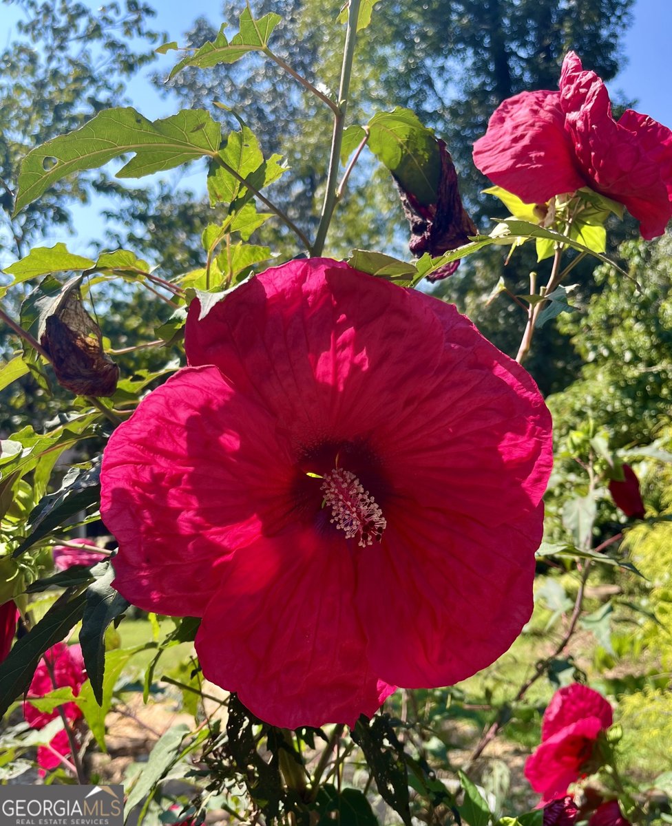 665 Island Shoals Road Covington - 8