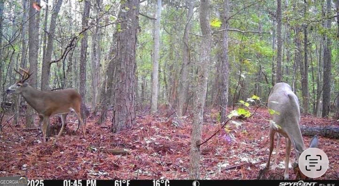 596 Arnett School Road Sylvania - 27