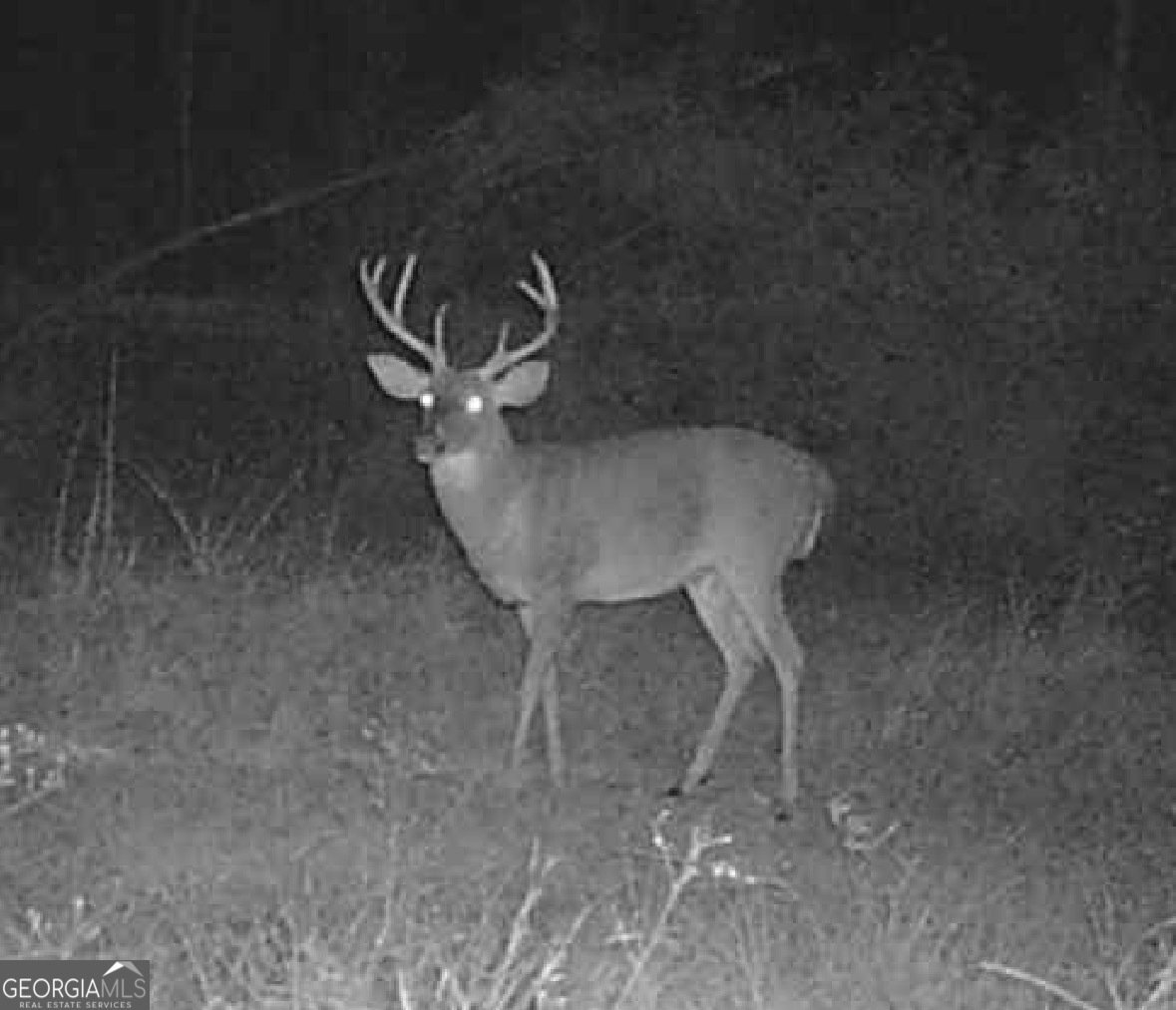 596 Arnett School Road Sylvania - 29