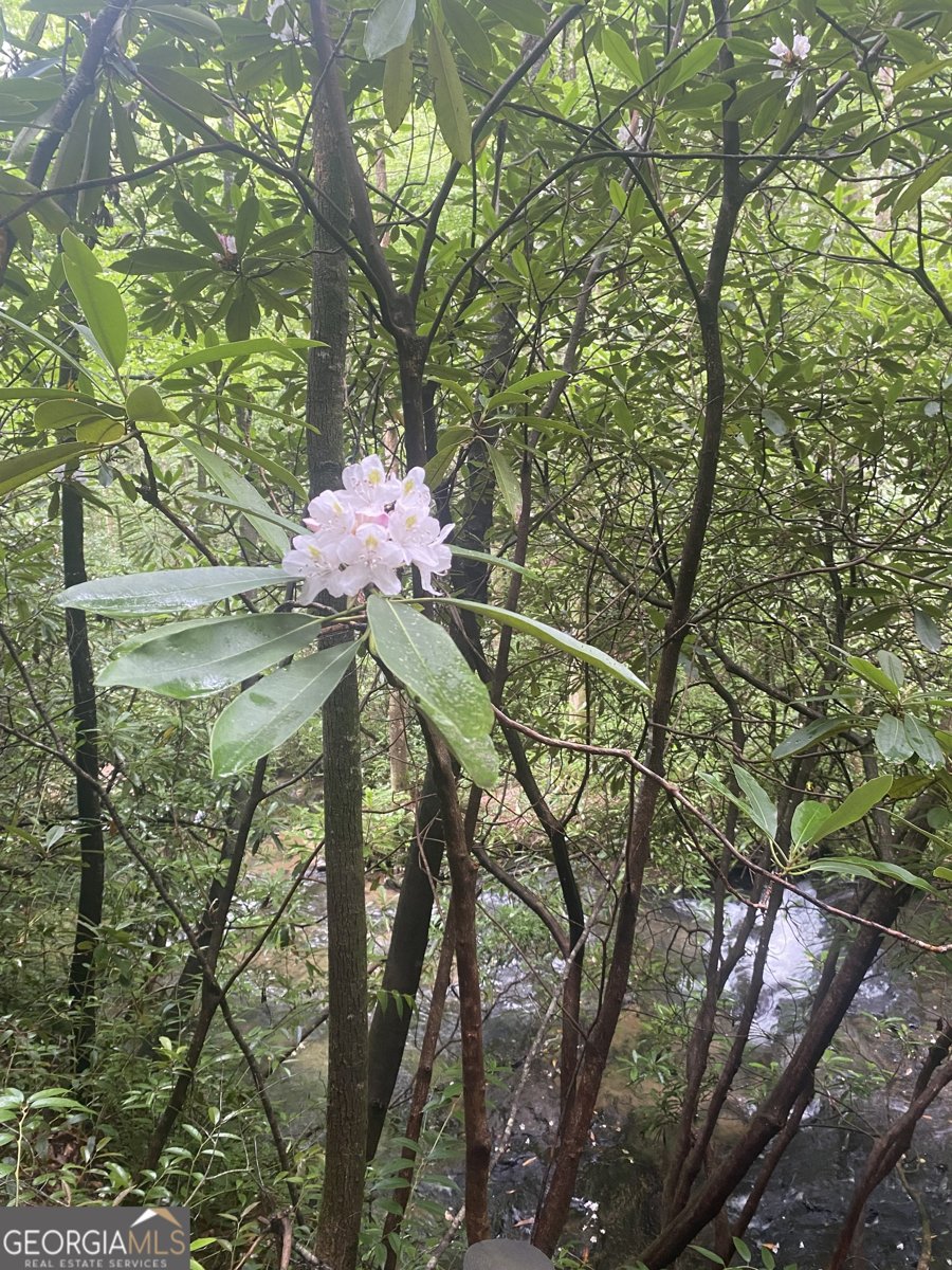 962 Woodbrier Sautee Nacoochee - 41