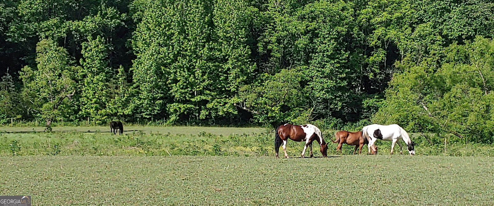 962 Woodbrier Sautee Nacoochee - Photo 58