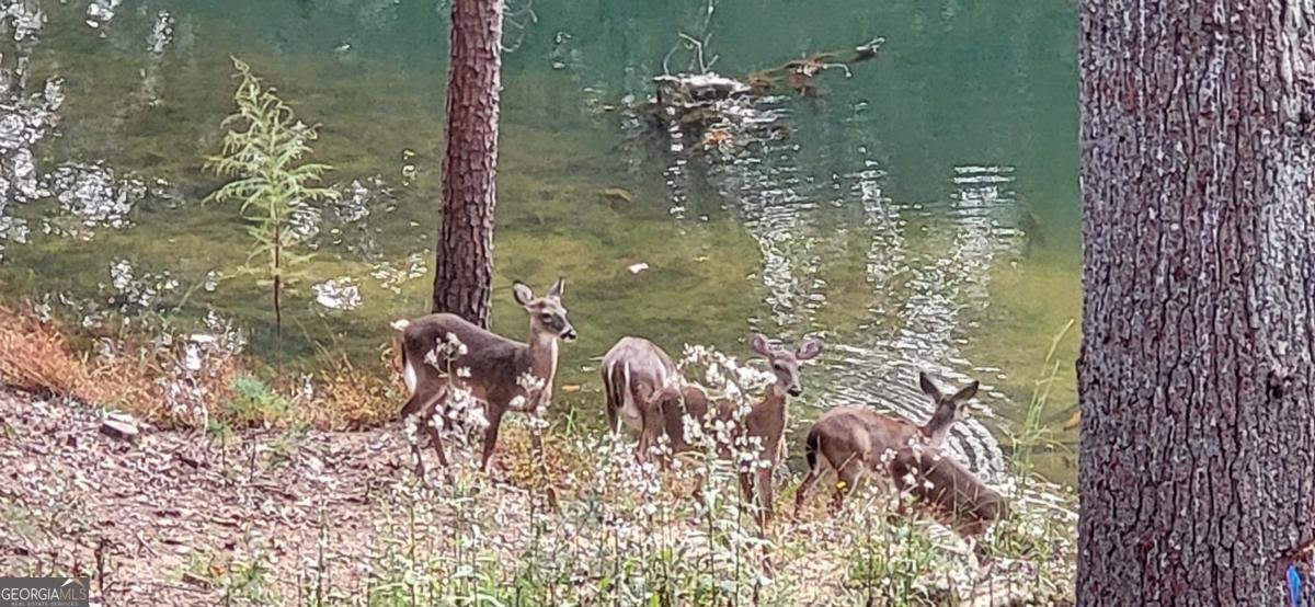 382 Pocaset Drive Ellijay - 64