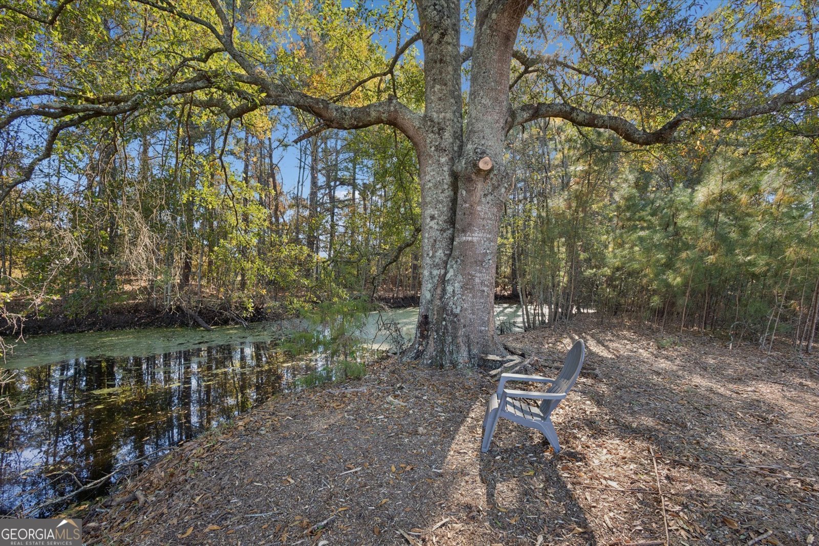 4342 Mud Road Brooklet - 3