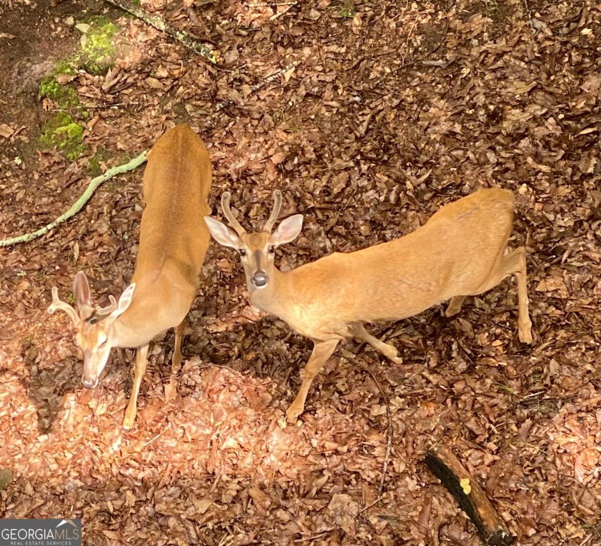 121 Moose Loop Waleska - 15