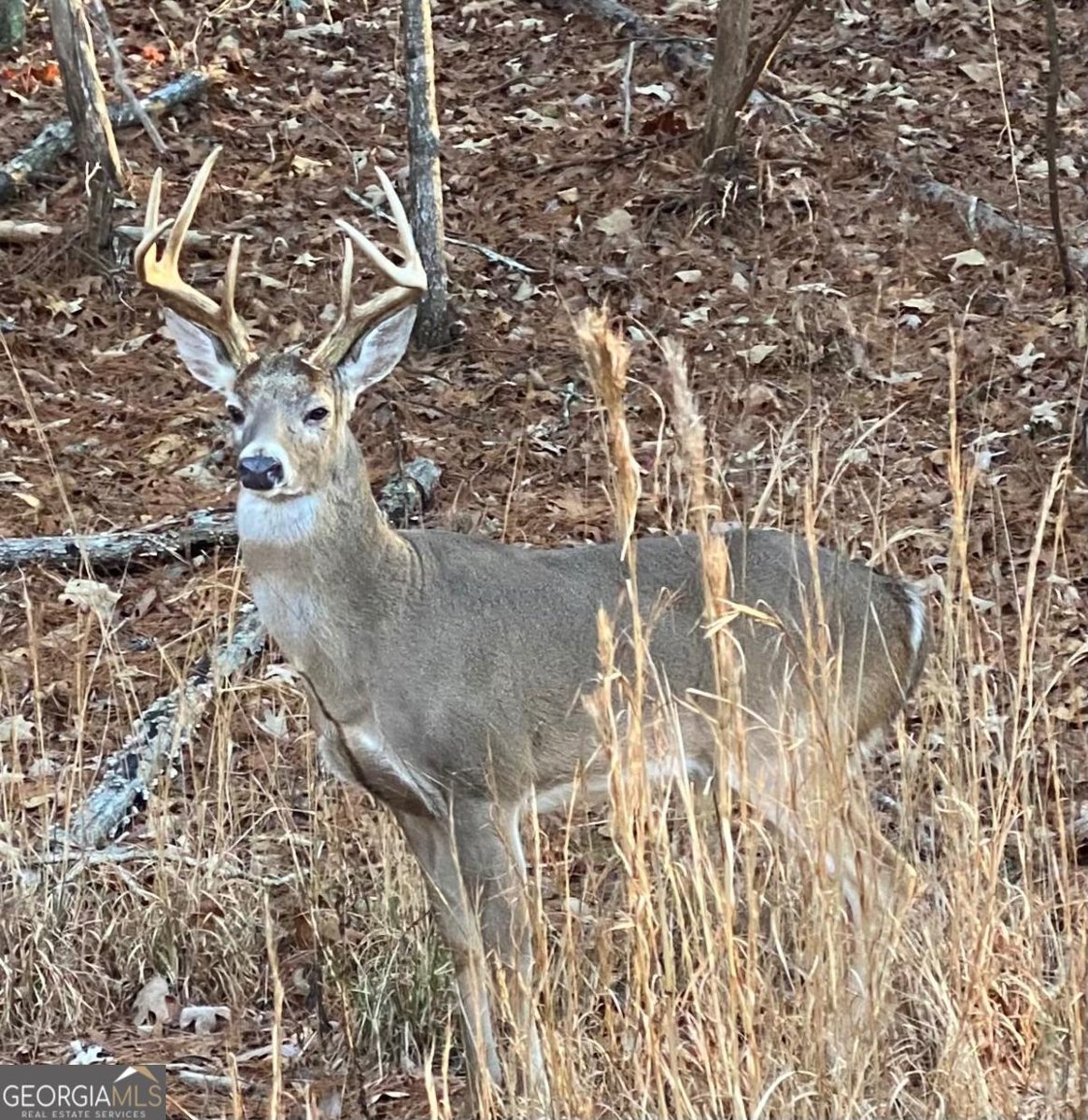 121 Moose Loop Waleska - 16