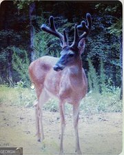 153 Whatley Road Lagrange - 85