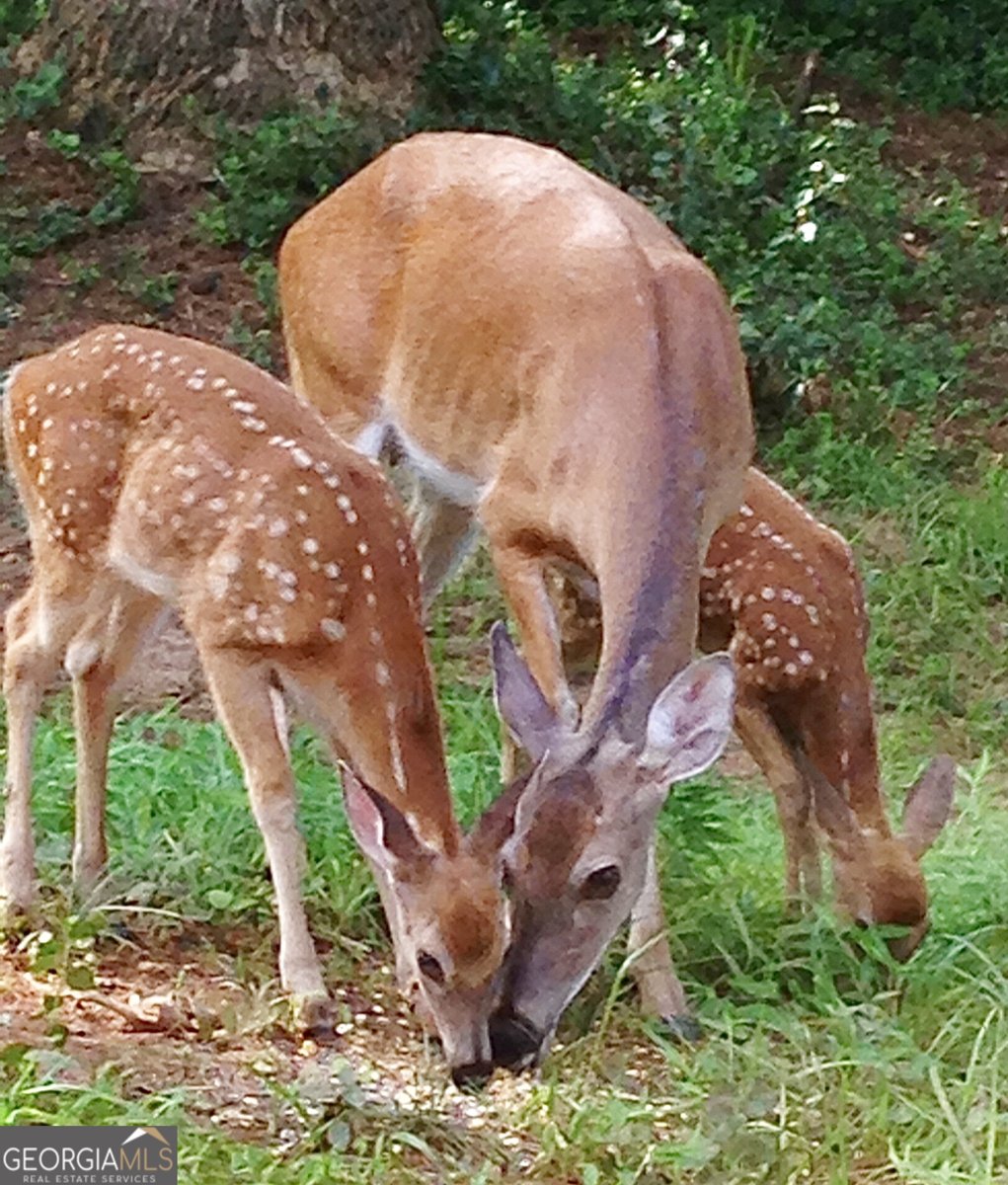 1265 Northshore Drive Roswell - 67