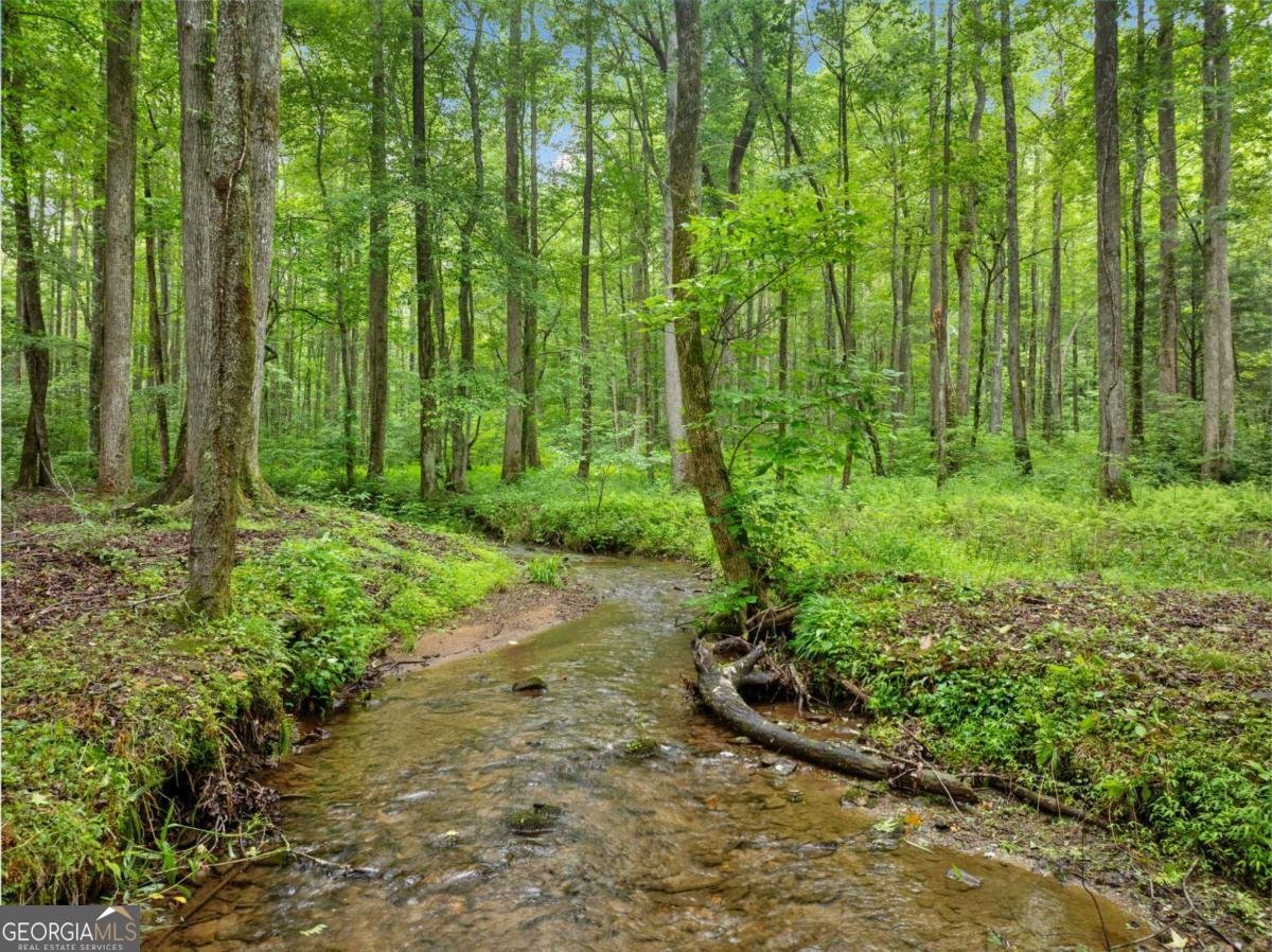 64 BEAR BELLY Path Ellijay - 15