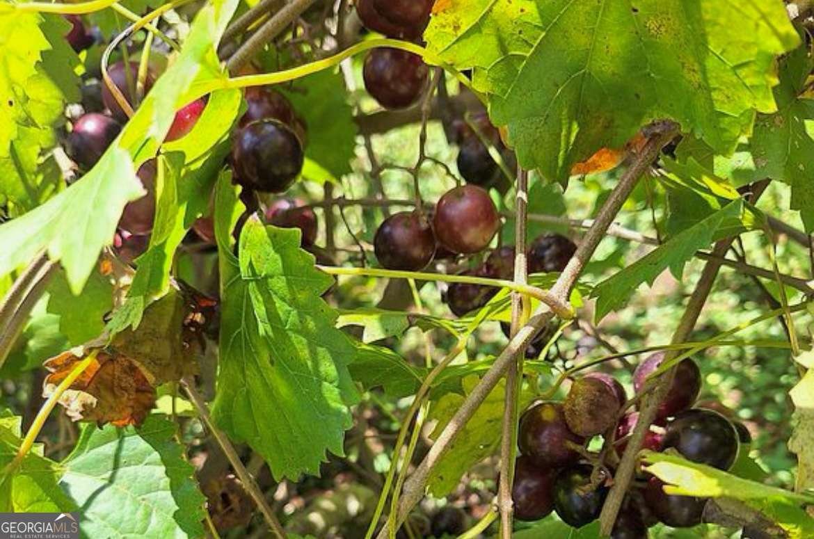 144 WILEY Drive Douglasville - 3