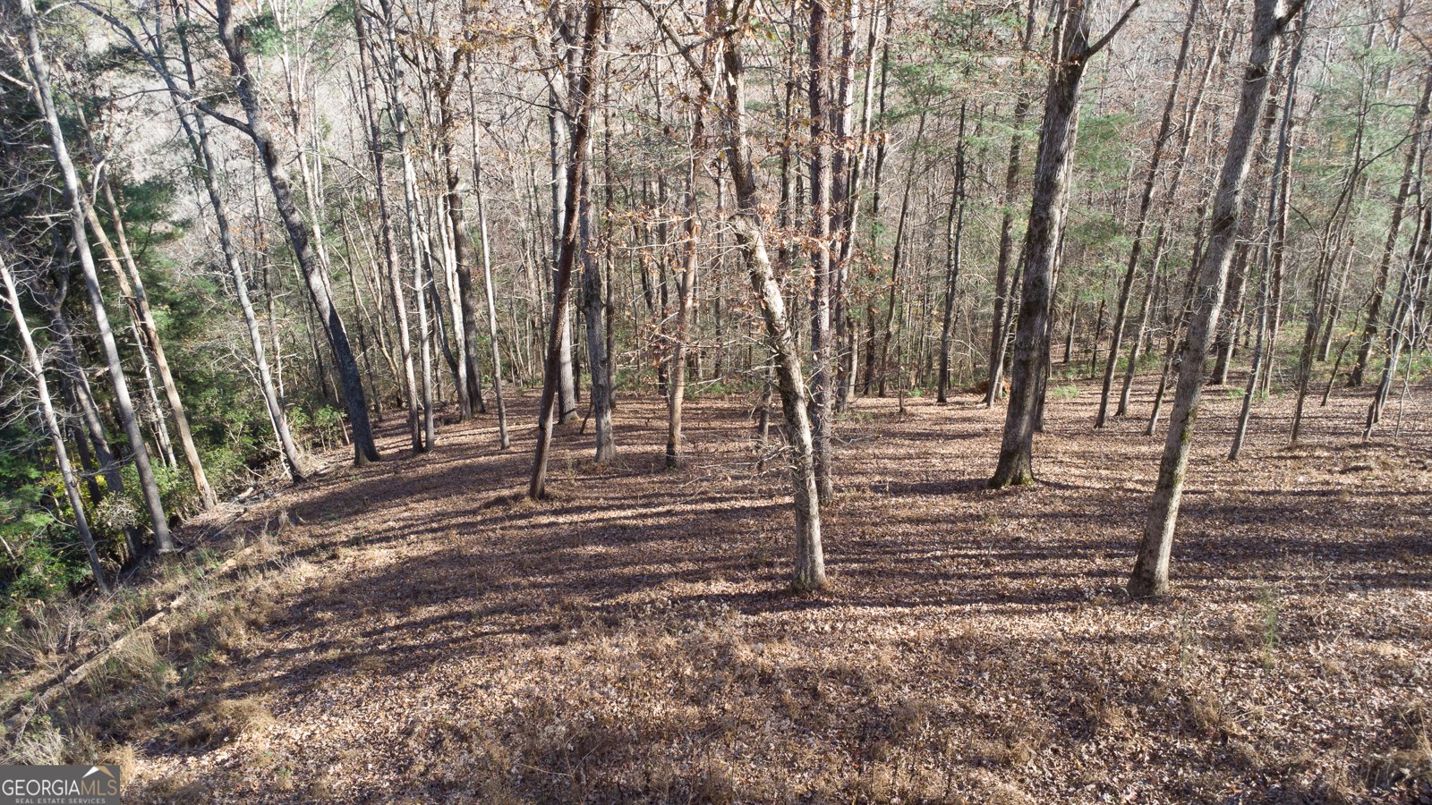 202 Indian Trail Dahlonega - 4