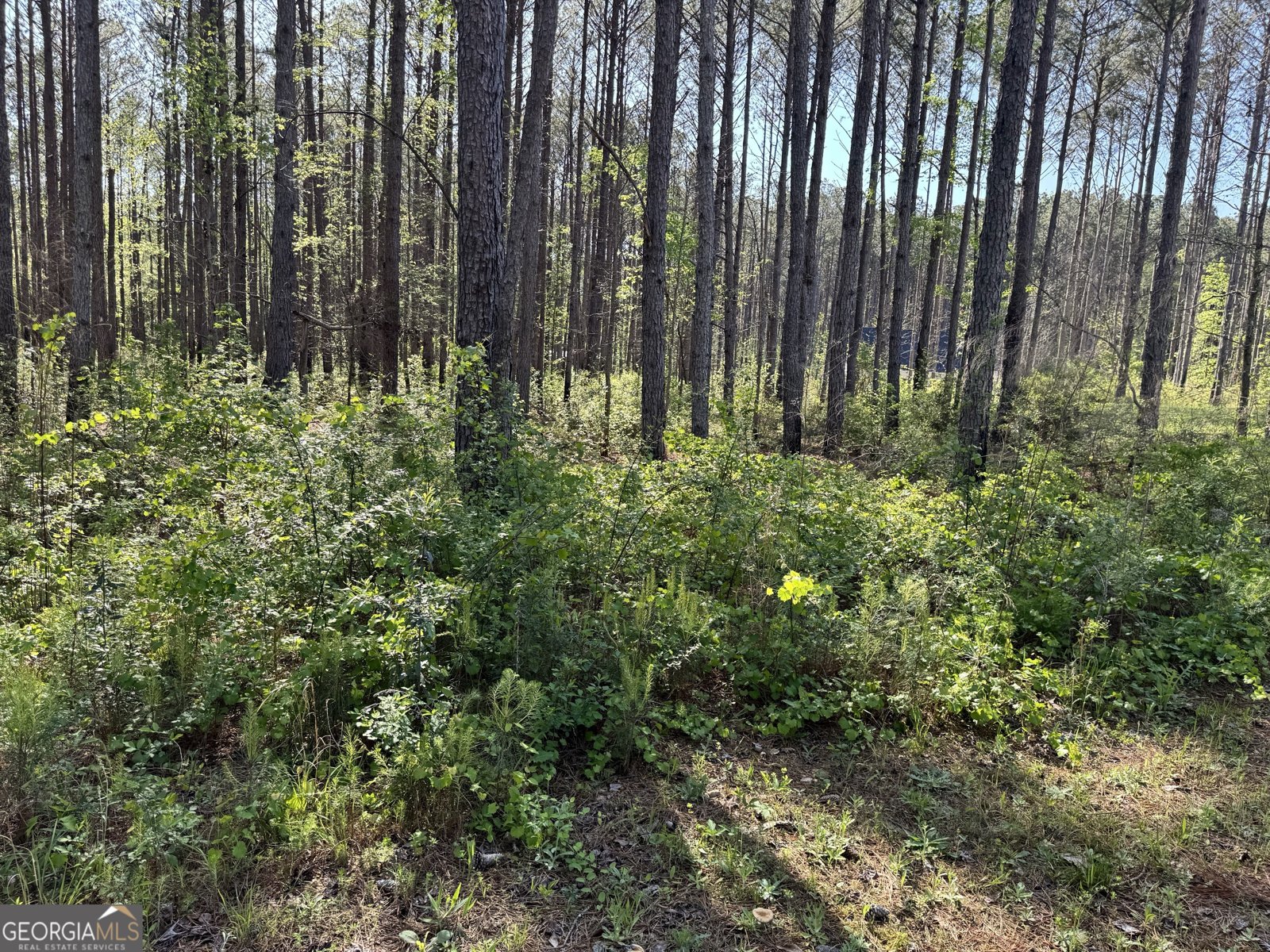 52 Hidden Lake Trail Pine Mountain - 48