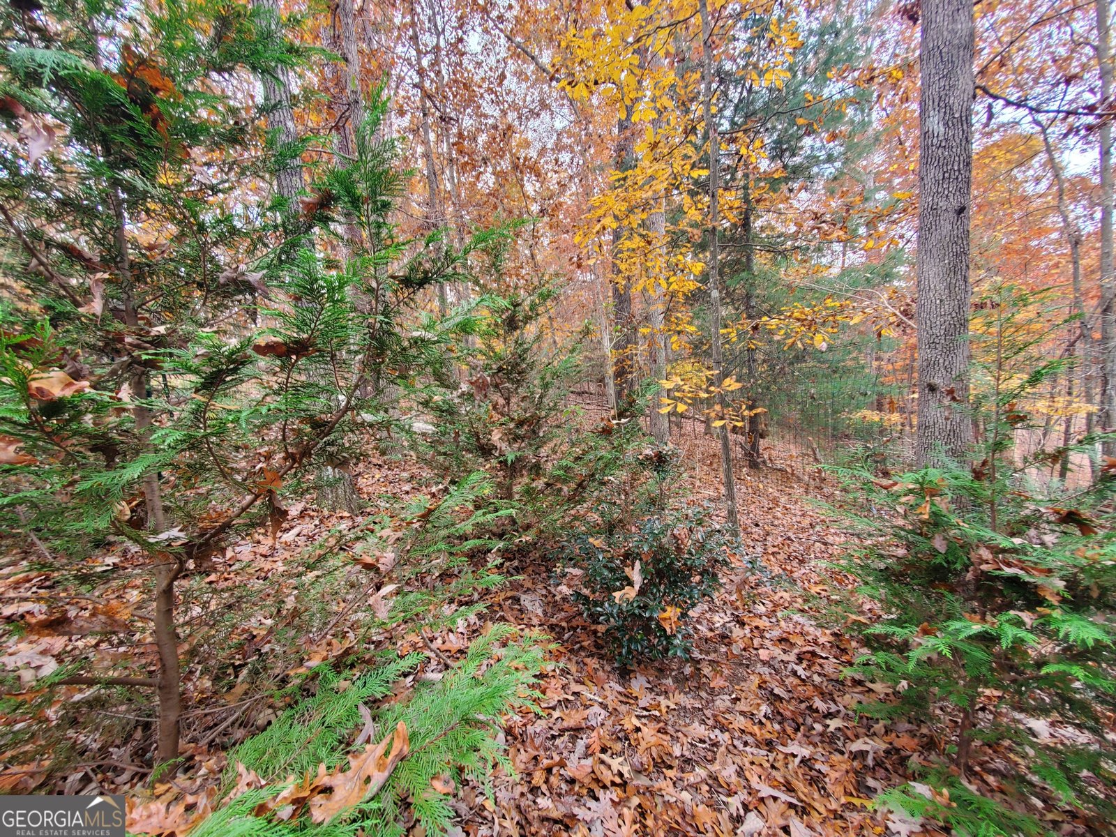 171 Mohawk Trail Ellijay - 12