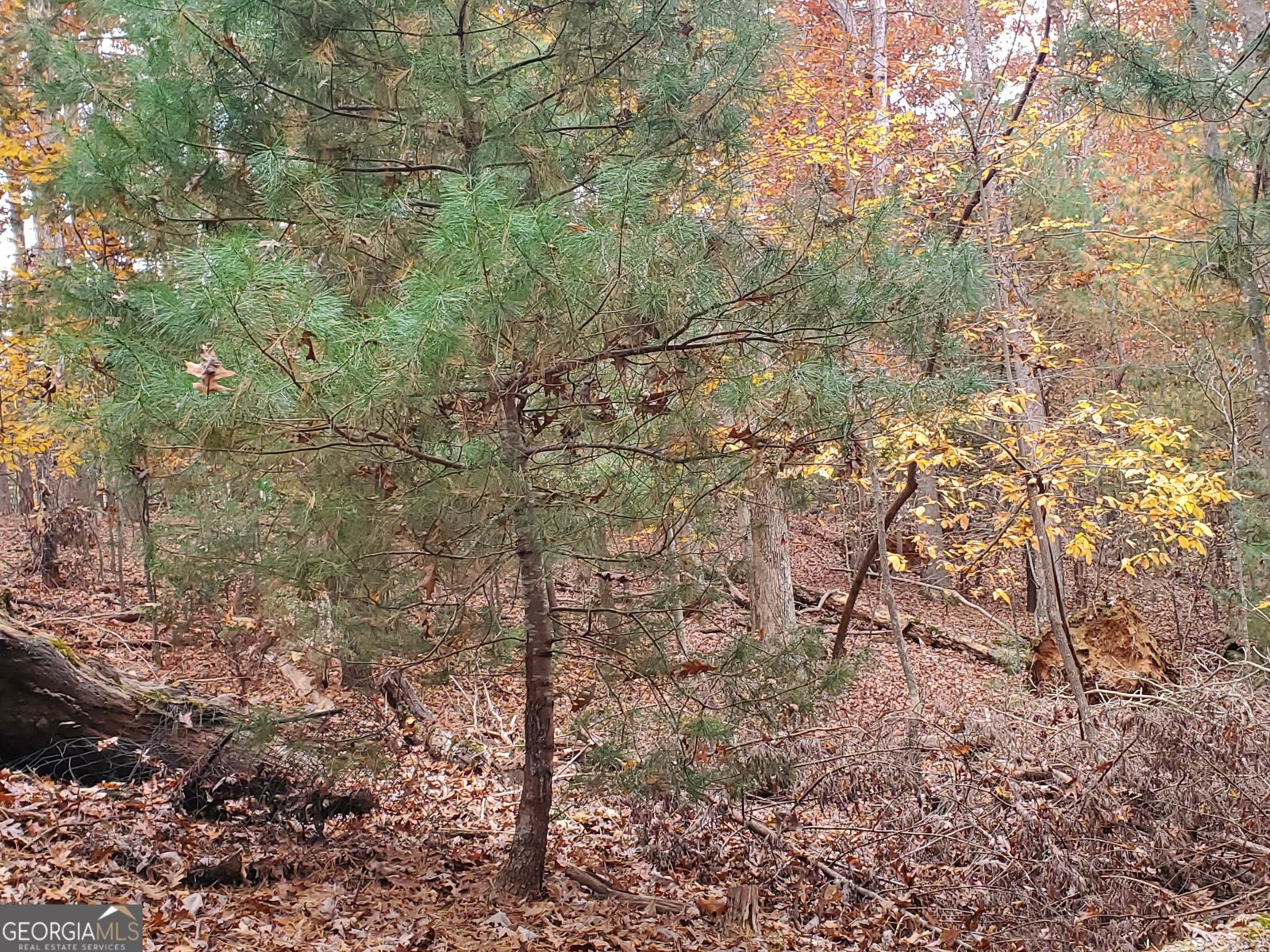 171 Mohawk Trail Ellijay - 15