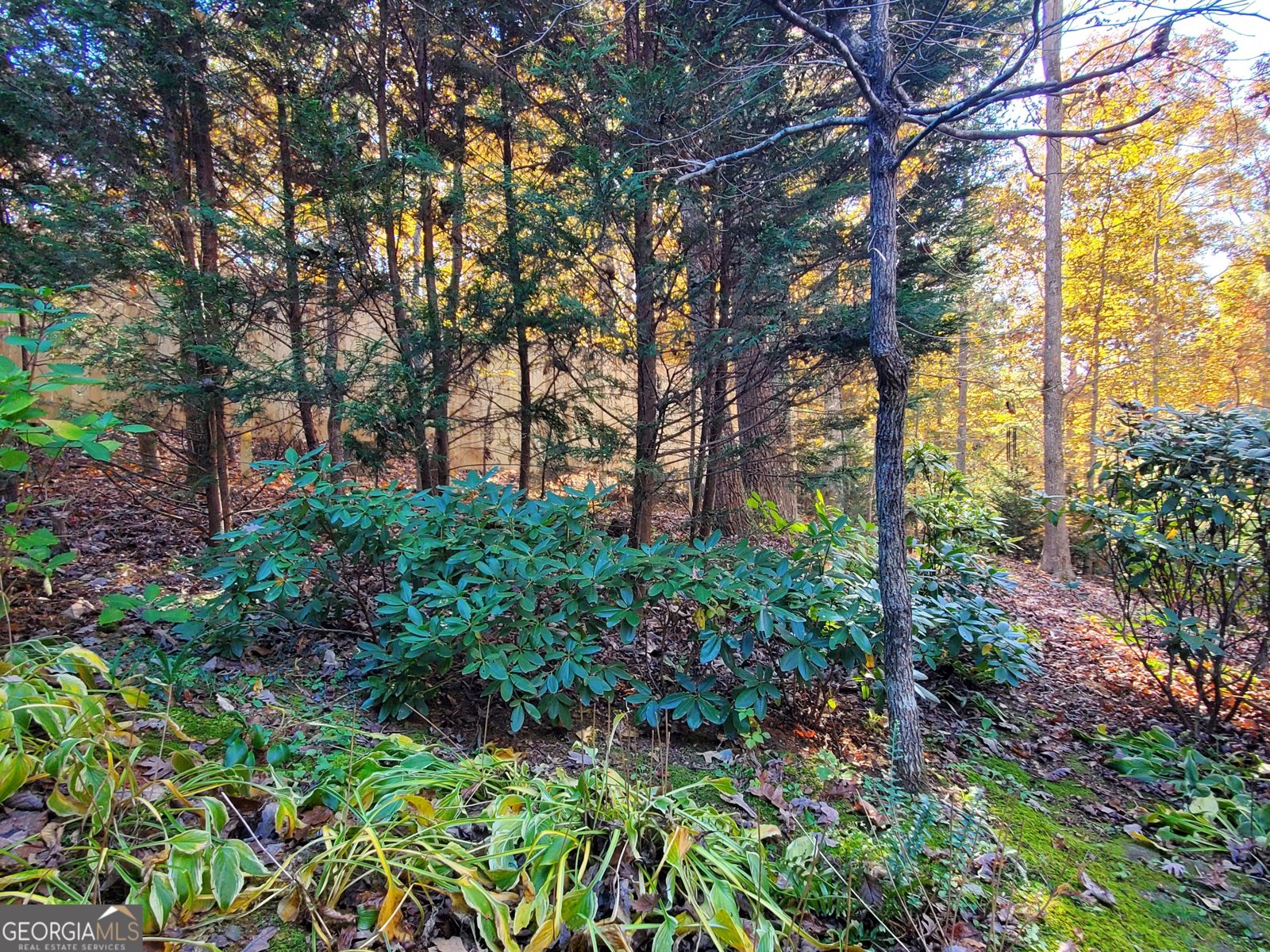 171 Mohawk Trail Ellijay - 7