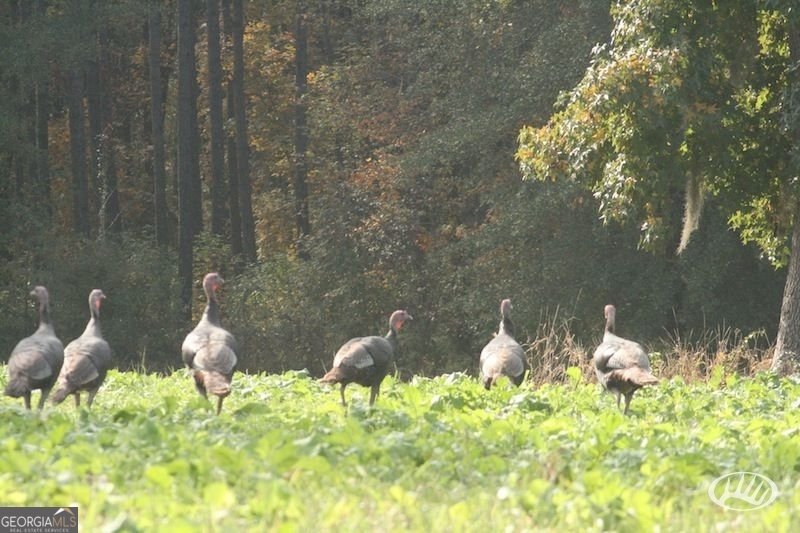 47 Southgate Lane Hawkinsville - 59