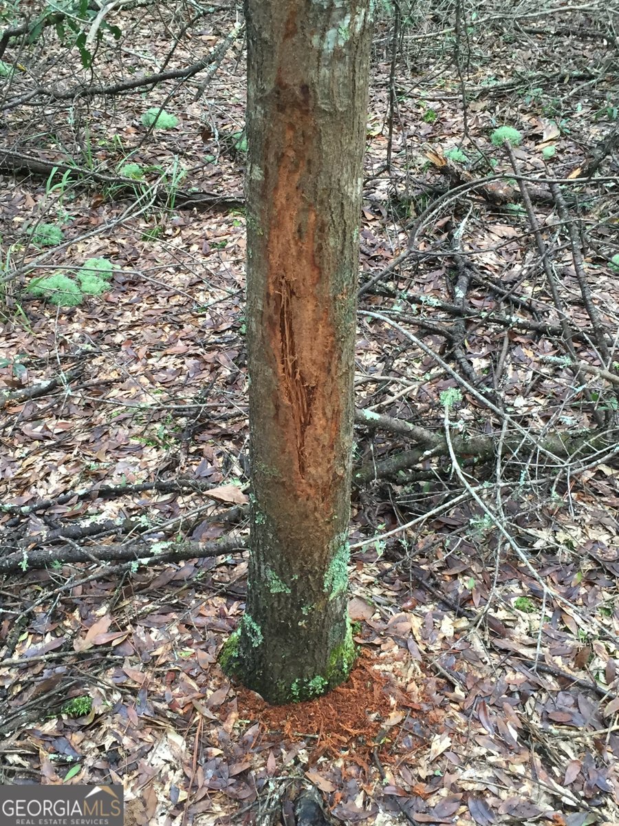 47 Southgate Lane Hawkinsville - 64