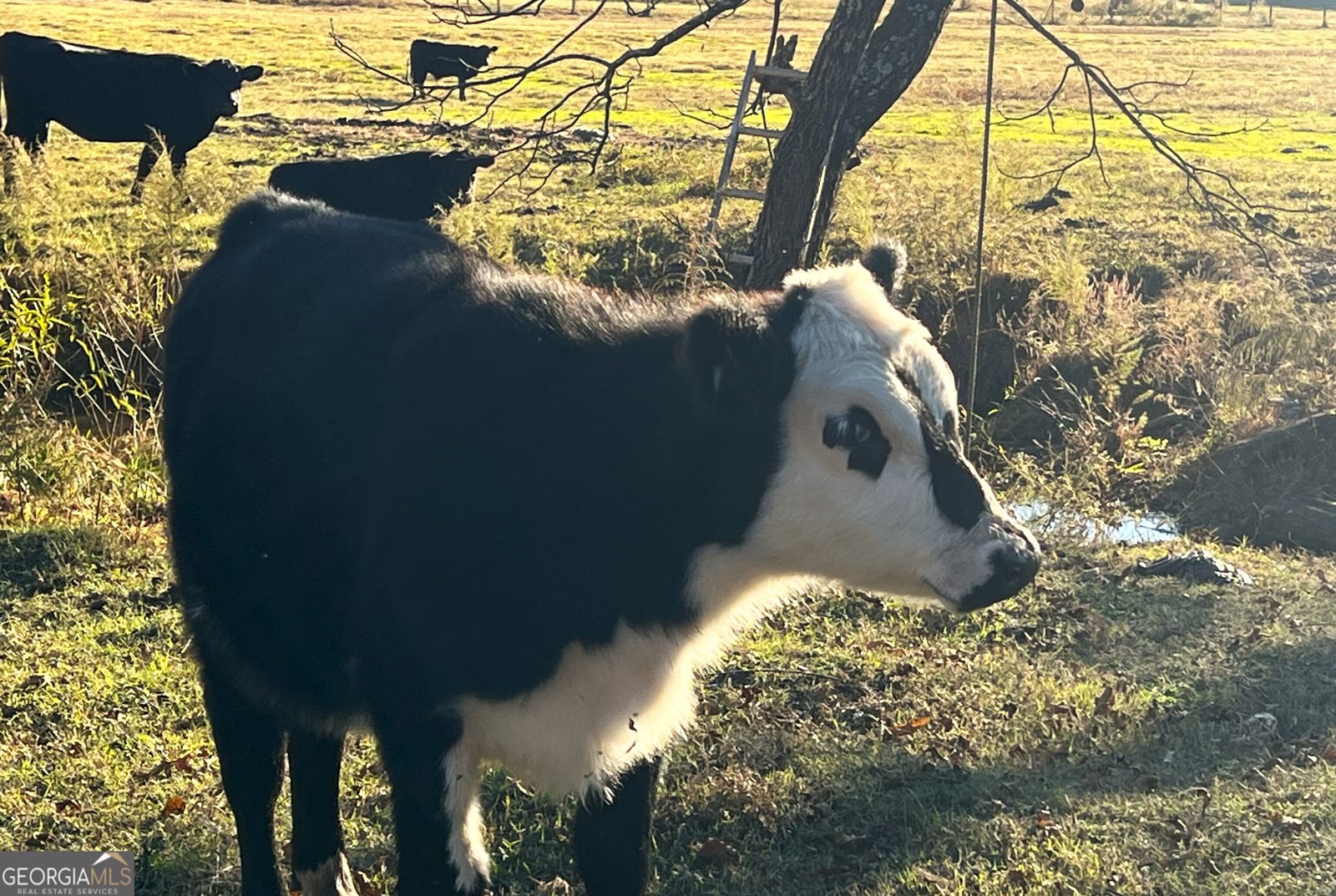 715 Cochran Road Ranger - 37