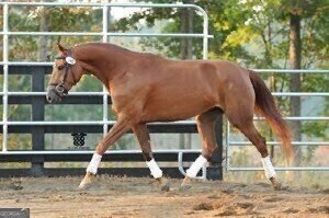 975 Blalock Lakes Drive Newnan - 42