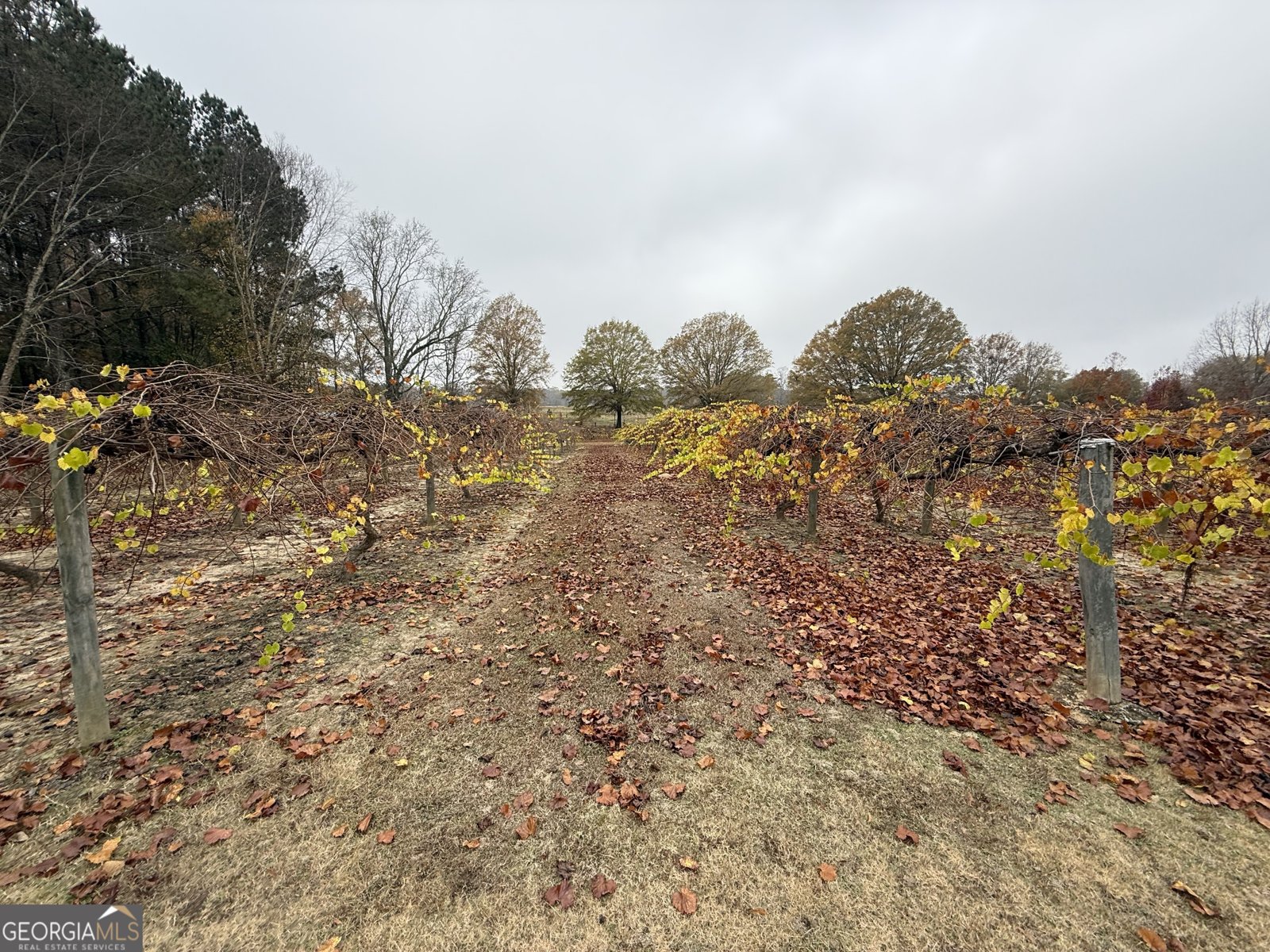 308 Deer Run Williamson - 14