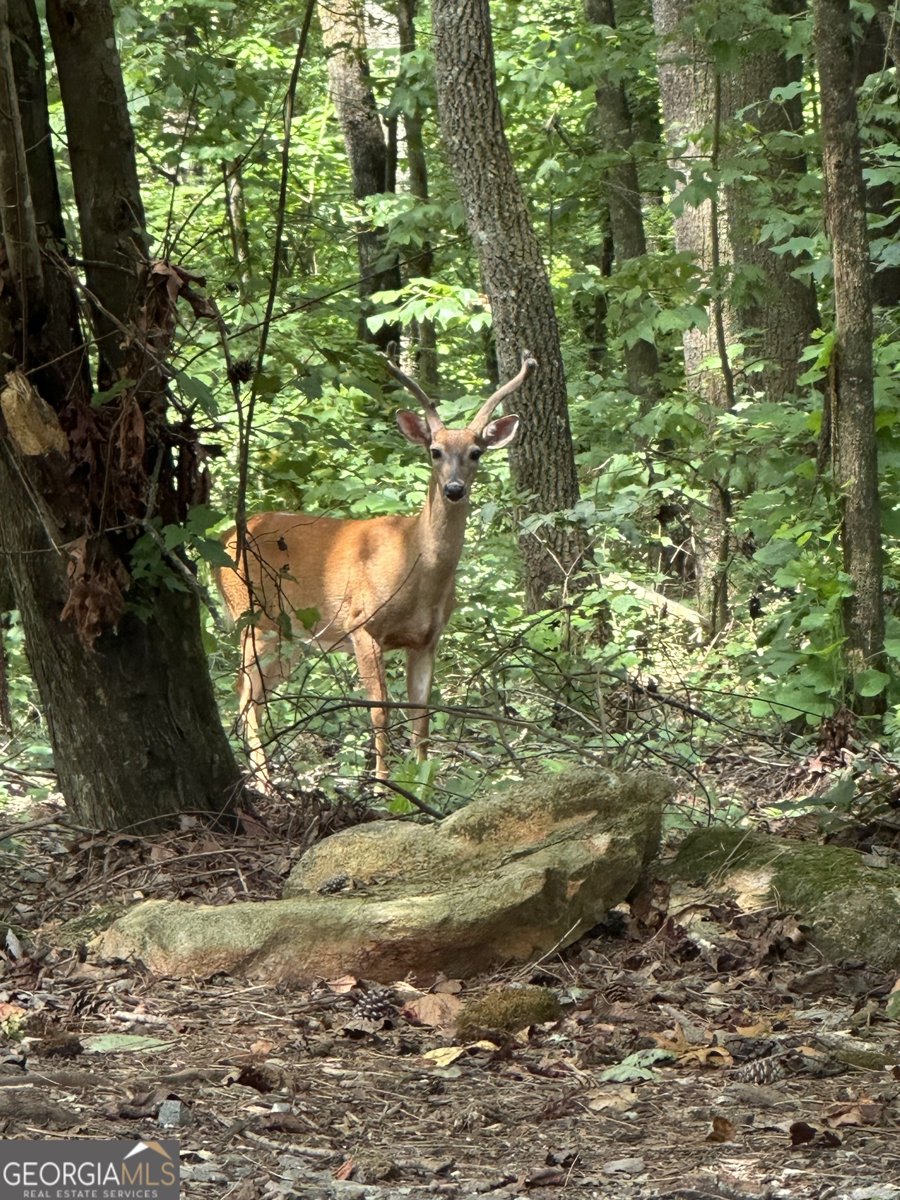 4542 Clear Creek Road Ellijay - 56