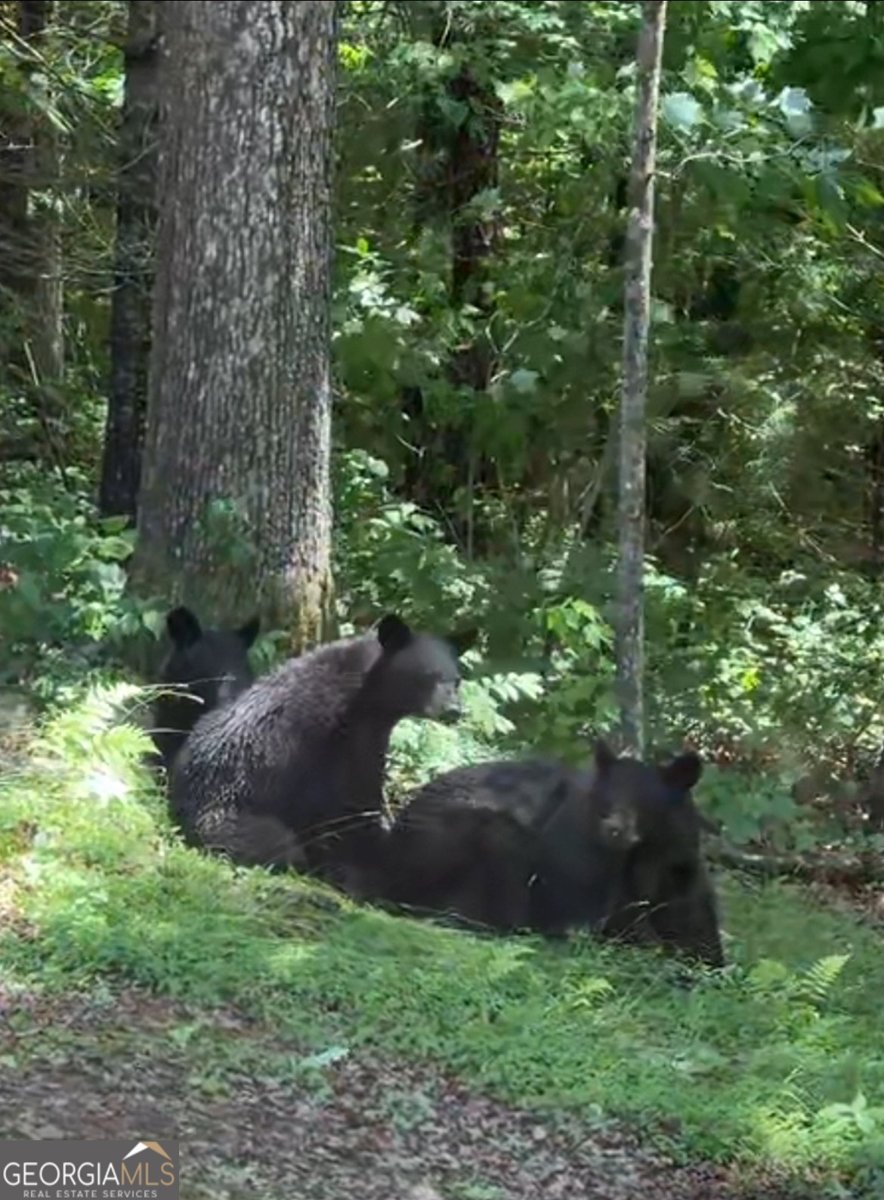 4542 Clear Creek Road Ellijay - 57