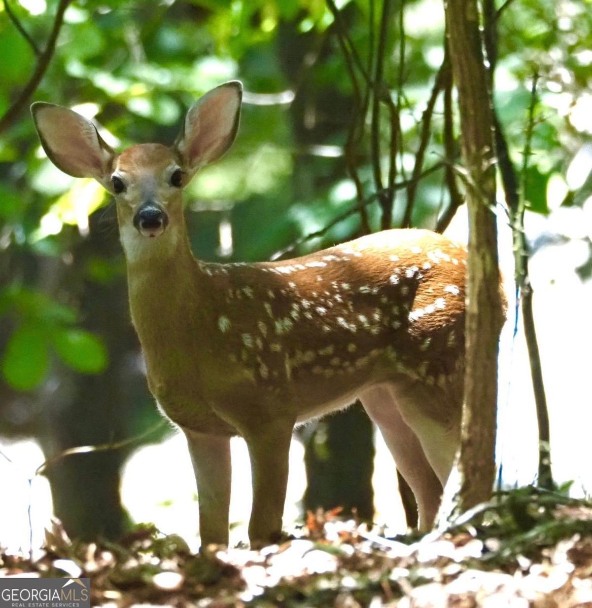 1364 Birch River Drive Dahlonega - 67