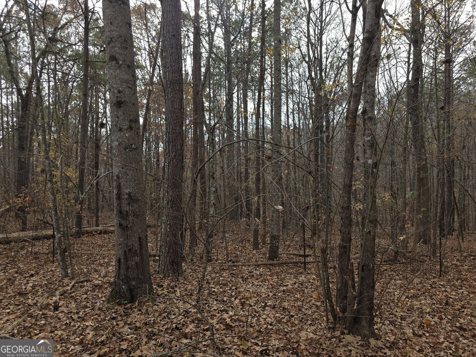 650 Wildcat Road Buchanan - 24