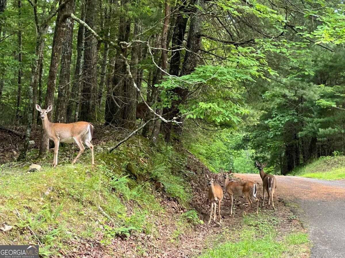 228 Sleepy Hollow Circle Jasper - 37